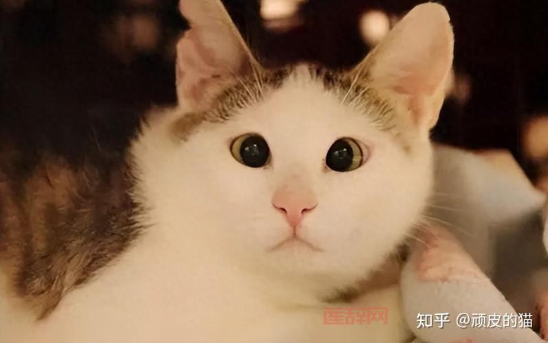 WOW遗忘者杜鲁姆攻略：躲避心灵之眼，战胜随机团灭Buff