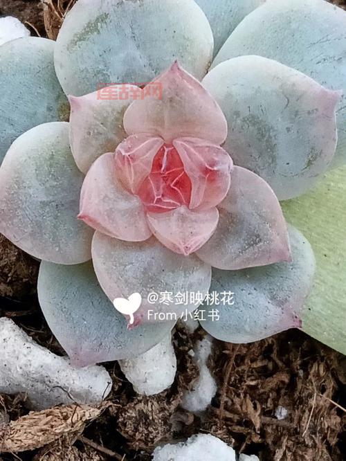 梦幻诛仙2苍羽阁技能加点:冰魄寒毒箭必点!