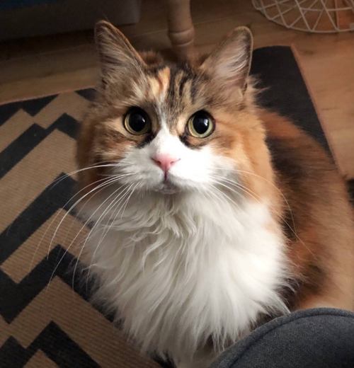 猫咪杜区app官网：探索猫咪世界，获取专业知识