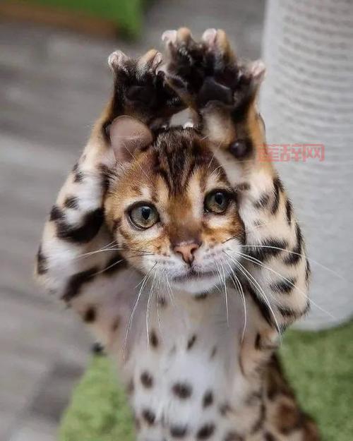 猫汤下载：治愈系养猫游戏，解锁更多萌宠！