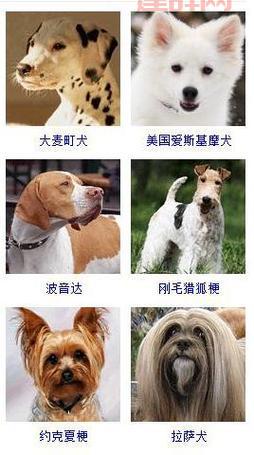 你知道跳跳妹妹的宠物狗的名字是？进来涨知识啦