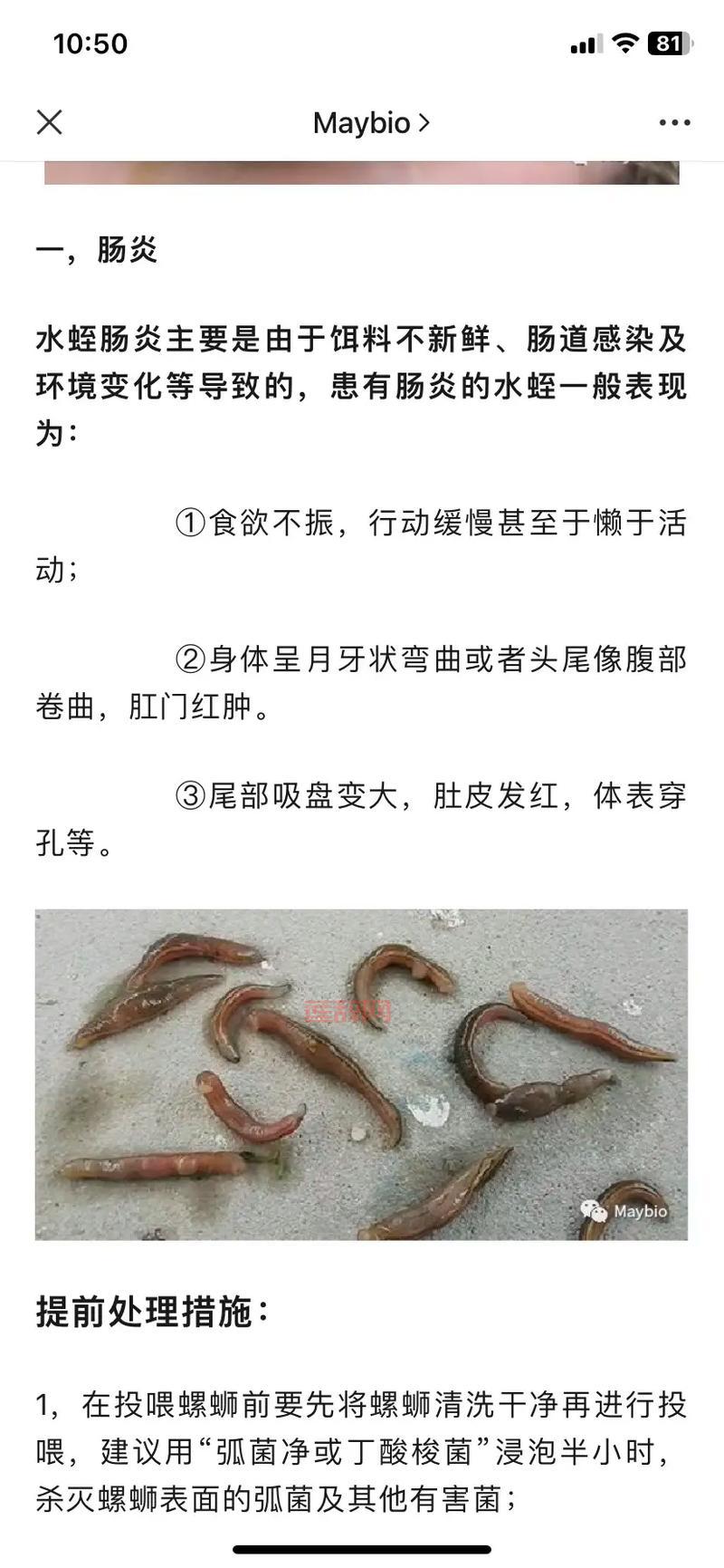 什么是蚂蝗？深入了解水蛭的特性与药用价值