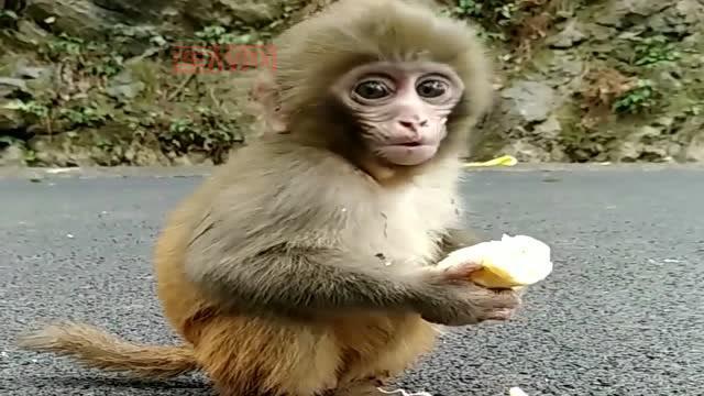 东张西望的动物：揭开老鼠与猴子的秘密