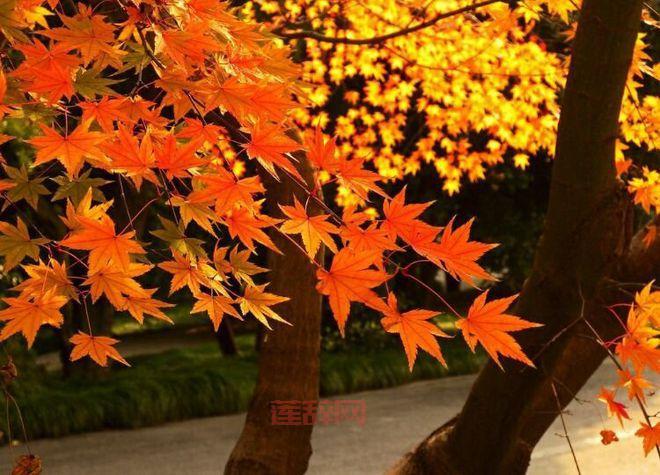 几行红叶树：探寻王士祯诗中的秋日意境