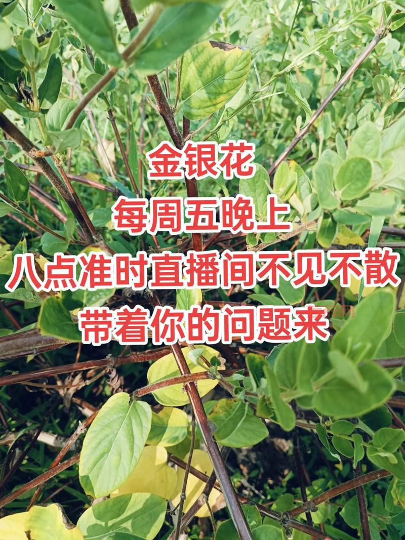 梦幻西游钓鱼大赛举办时间大揭秘,周四晚上不见不散哦!