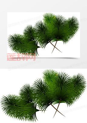 松树叶子像什么?解密松树叶子的独特形态!