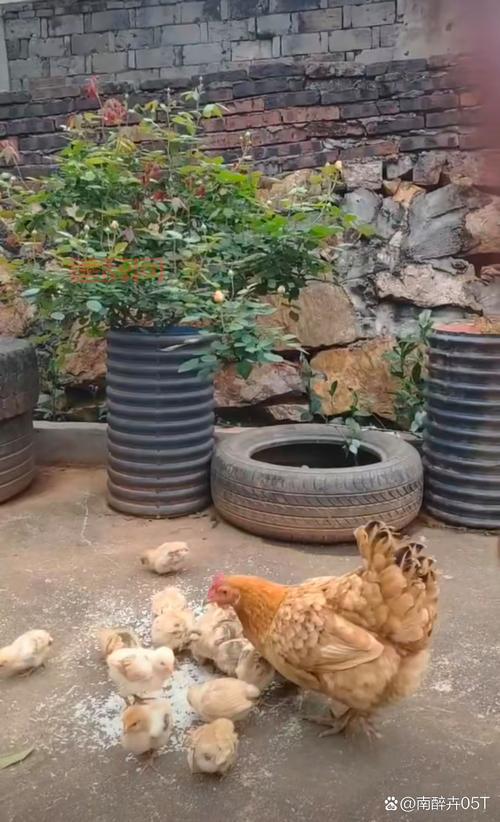 最新今天小鸡课堂正确答案已更新，快来领饲料！