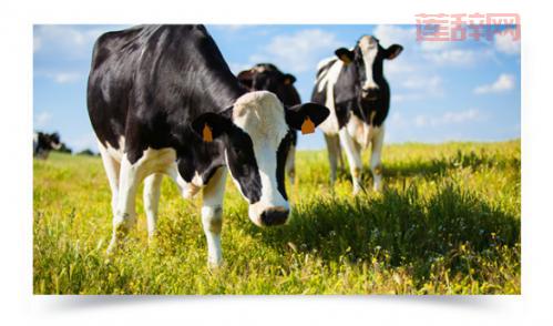 什么是有机奶？揭开有机牛奶的神秘面纱