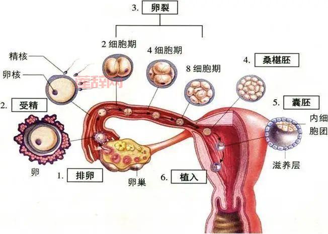 生化妊娠解析：了解早期流产的关键因素