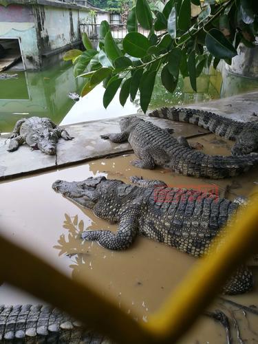珠海鳄鱼岛全景介绍：鳄鱼表演、动物互动与旅游亮点