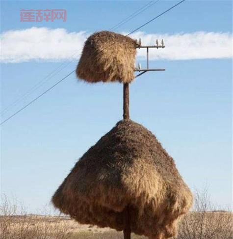 探秘无翼鸟：世界上最大鸟蛋的诞生之地