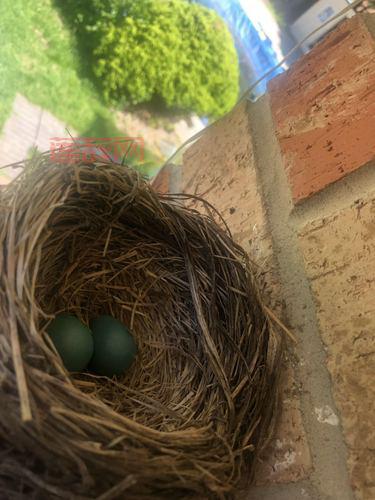 探秘无翼鸟：世界上最大鸟蛋的诞生之地