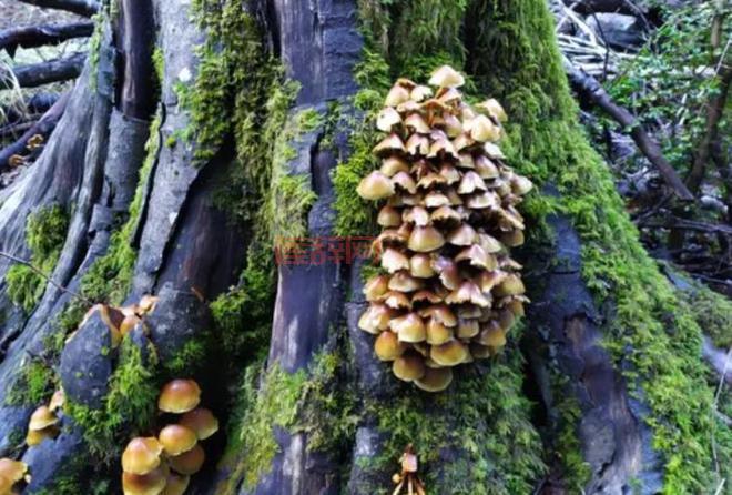 真菌的归属之谜：植物还是动物？