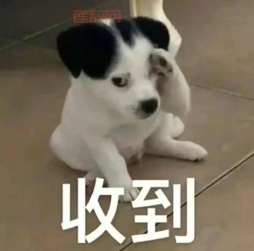 502图片带字搞笑表情包，聊天斗图必备神器！