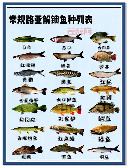 小型亚口鱼群价格多少？购买渠道和挑选方法分享！